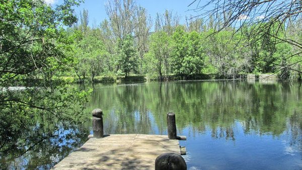 Bosque
